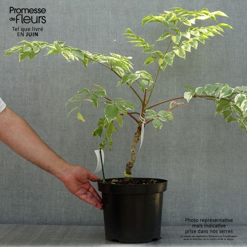 Exemplaar van Aralia elata Golden Umbrella - Duivelswandelstok Pot van 7,5 l/10 l zoals geleverd in de zomer