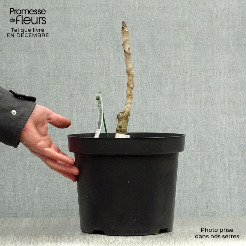 Example of Aralia elata Silver Umbrella (Variegata) - Angélique en arbre Pot van 7,5 l/10 l as you get in hiver