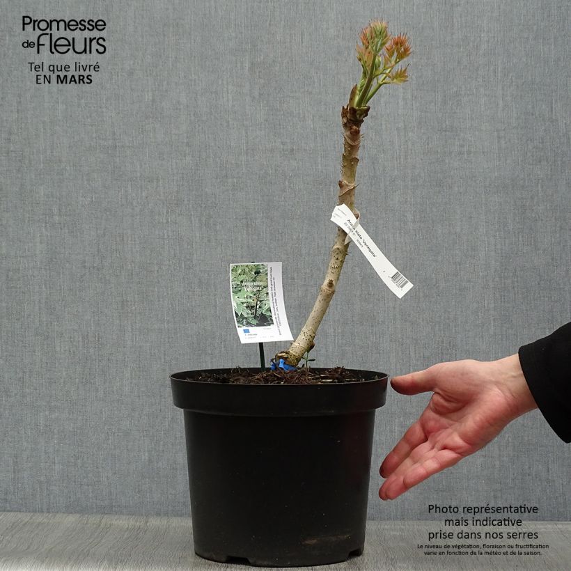 Exemplaar van Aralia elata Silver Umbrella - Duivelswandelstok Pot van 7,5 l/10 l zoals geleverd in de lente