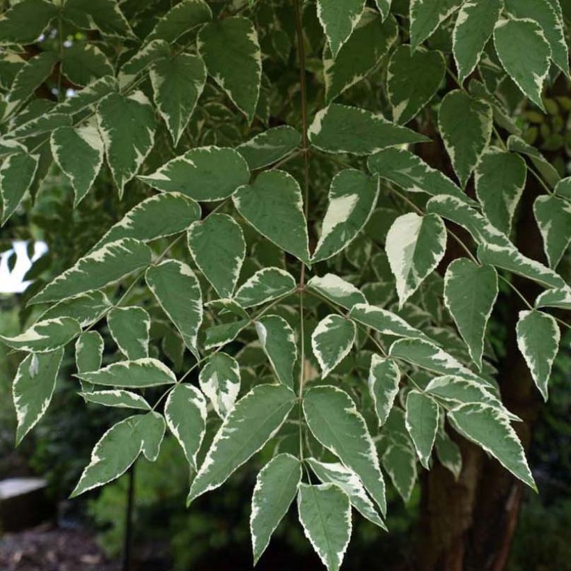 Aralia elata Silver Umbrella - Duivelswandelstok (Foliage)