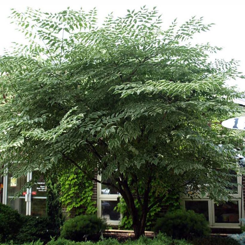 Aralia elata Silver Umbrella - Duivelswandelstok (Plant habit)