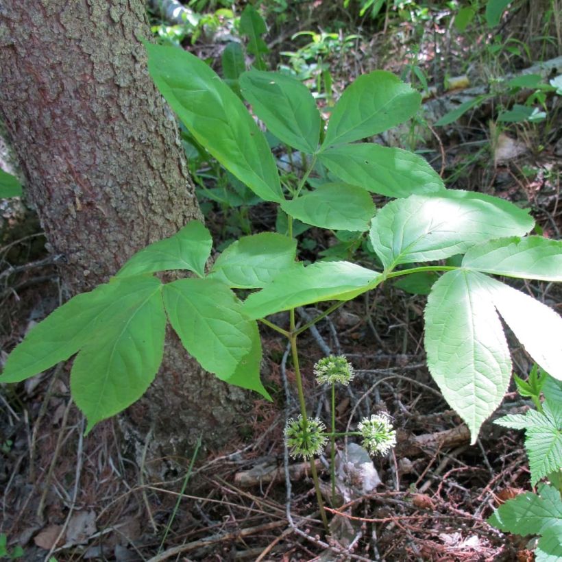 Aralia nudicaulis - naaktstengel (Foliage)