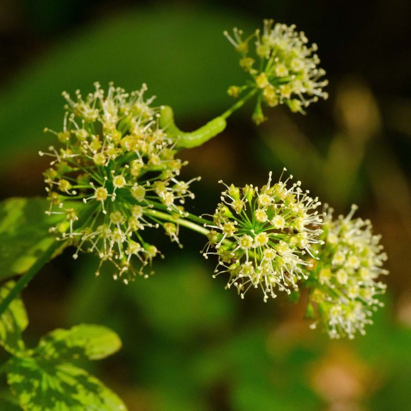 Aralia nudicaulis - naaktstengel (Flowering)