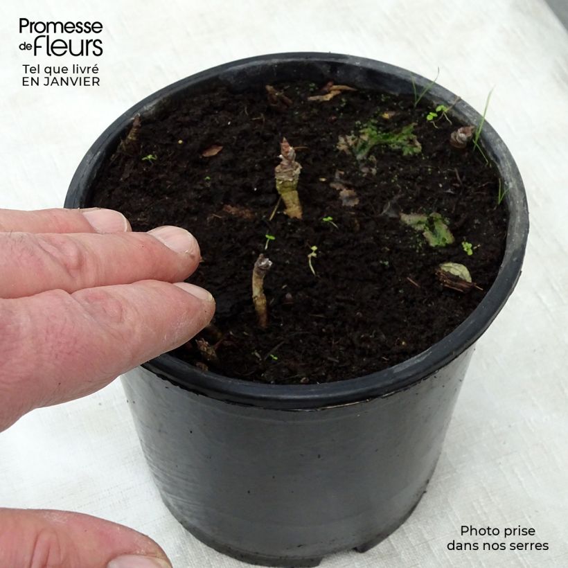 Example of Aralia nudicaulis - Aralie à tige nue Pot van 2 l/3 l as you get in hiver