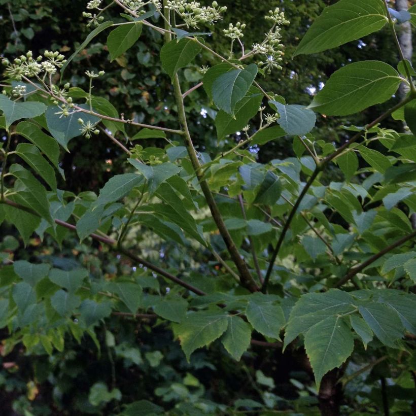 Aralia spinosa - Duivelswandelstok (Foliage)