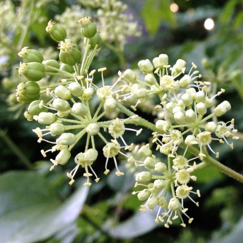 Aralia spinosa - Duivelswandelstok (Flowering)