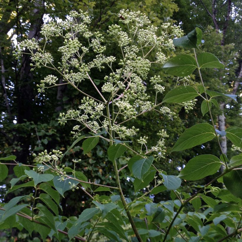 Aralia spinosa - Duivelswandelstok (Plant habit)