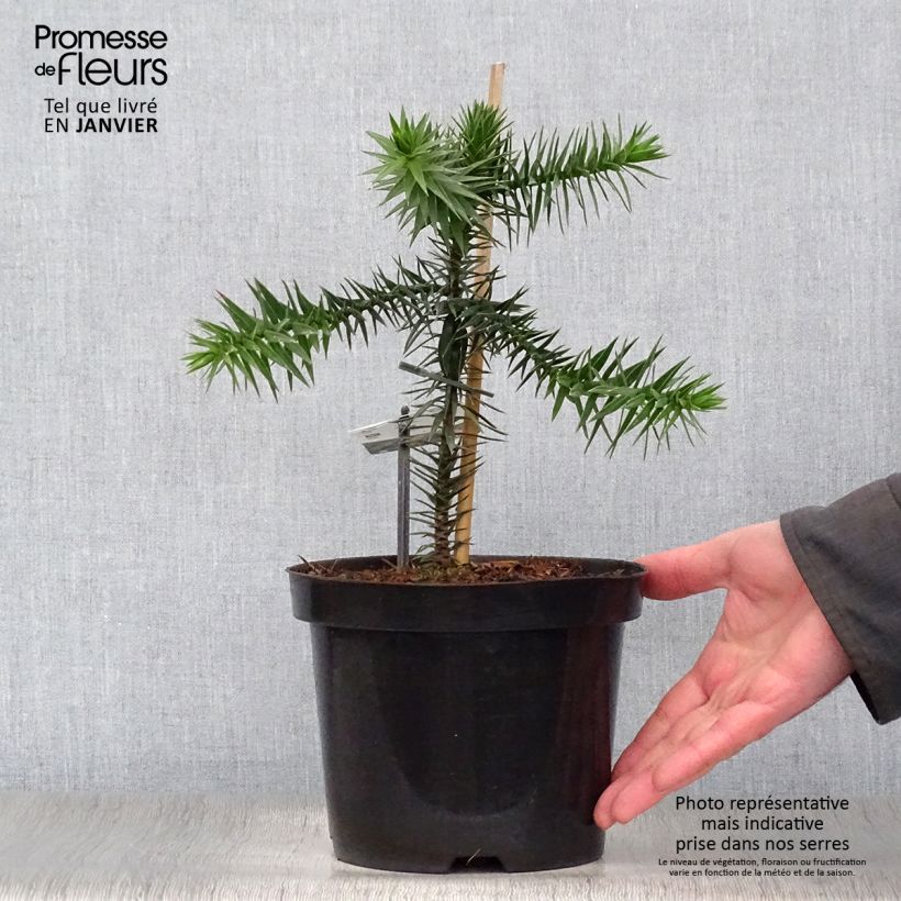 Example of Araucaria araucana - Apenboom Pot van 3 l/4 l as you get in hiver