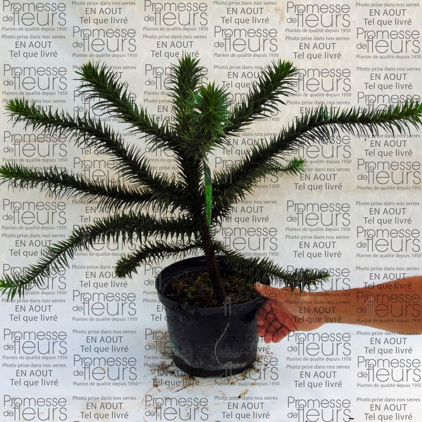 Example of Araucaria araucana - Apenboom Pot van 4 l/5 l as you get