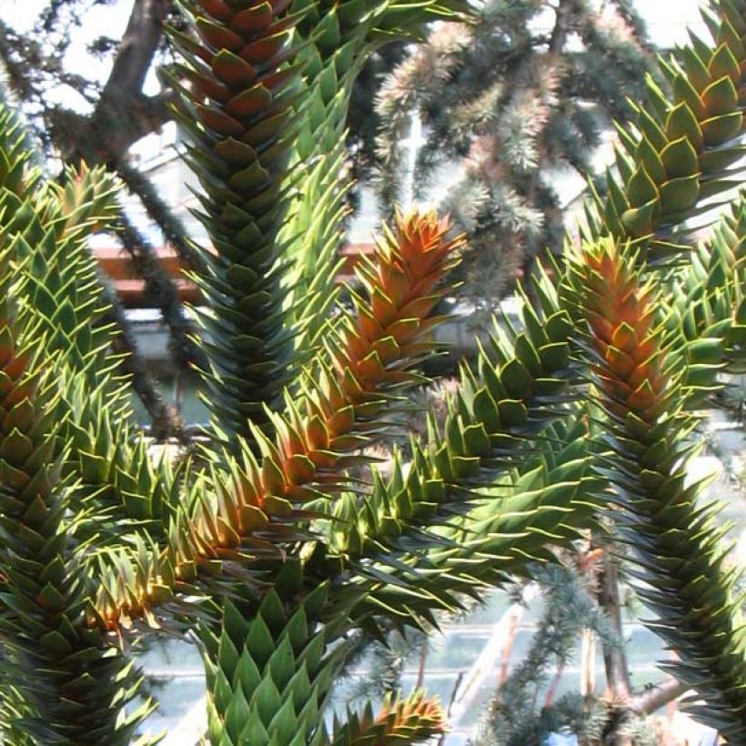 Araucaria araucana - Apenboom (Foliage)
