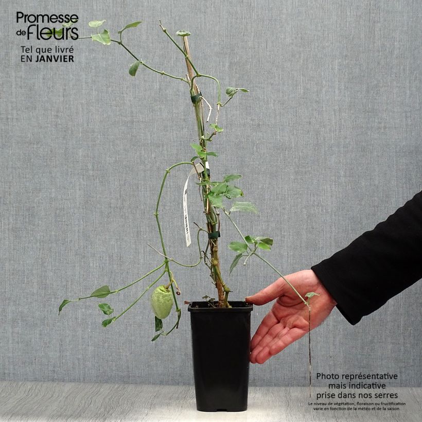 Example of Araujia sericifera Alba - Plante cruelle Pot van 1 l/1,5 l as you get in hiver