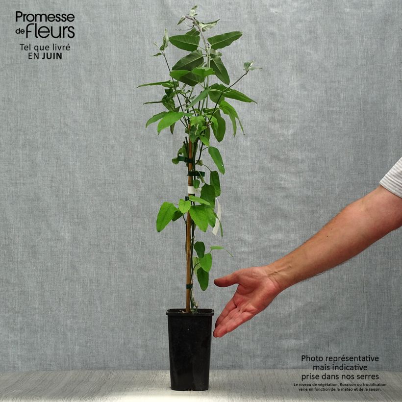 Exemplaar van Araujia sericifera Rosea - Motplant Pot van 1,5 l/2 l zoals geleverd in de zomer