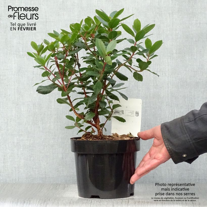 Example of Arbutus unedo - Aardbeiboom Pot van 2 l/3 l as you get in hiver