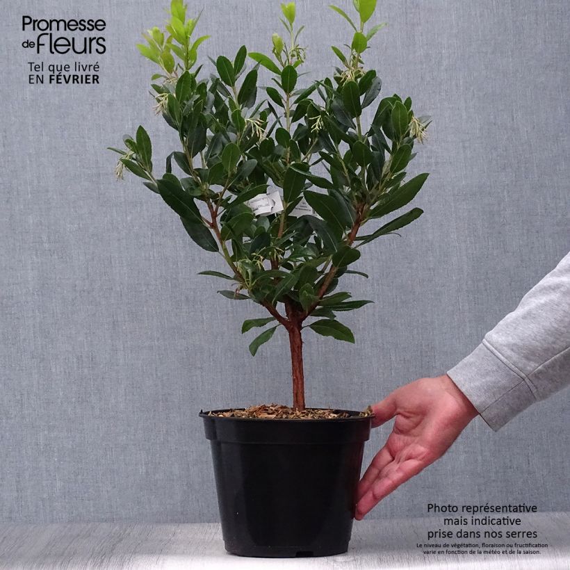 Exemplaar van Aardbeiboom Atlantic Pot van 4 l/5 l, Struik zoals geleverd in de herfst