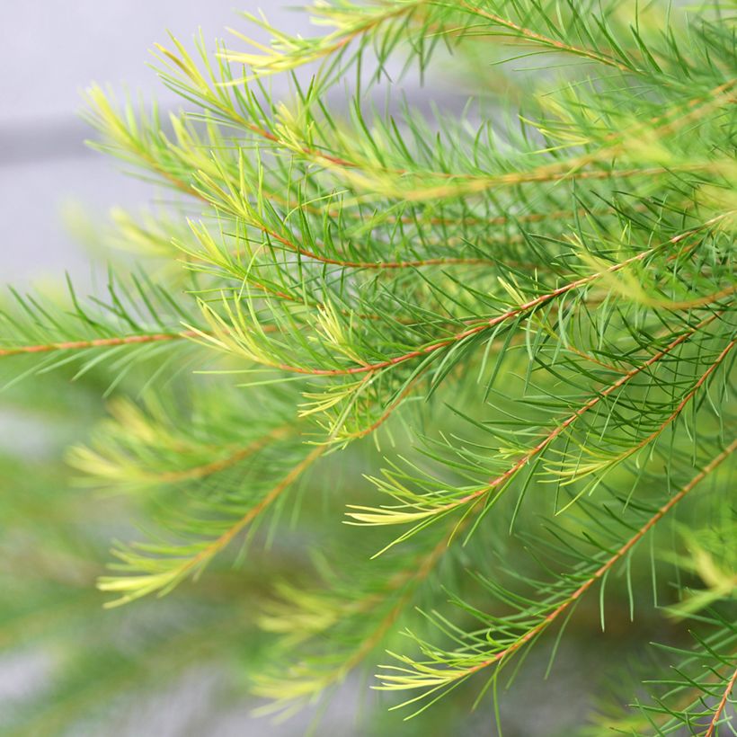 Melaleuca alternifolia - Theeboom (Blad)