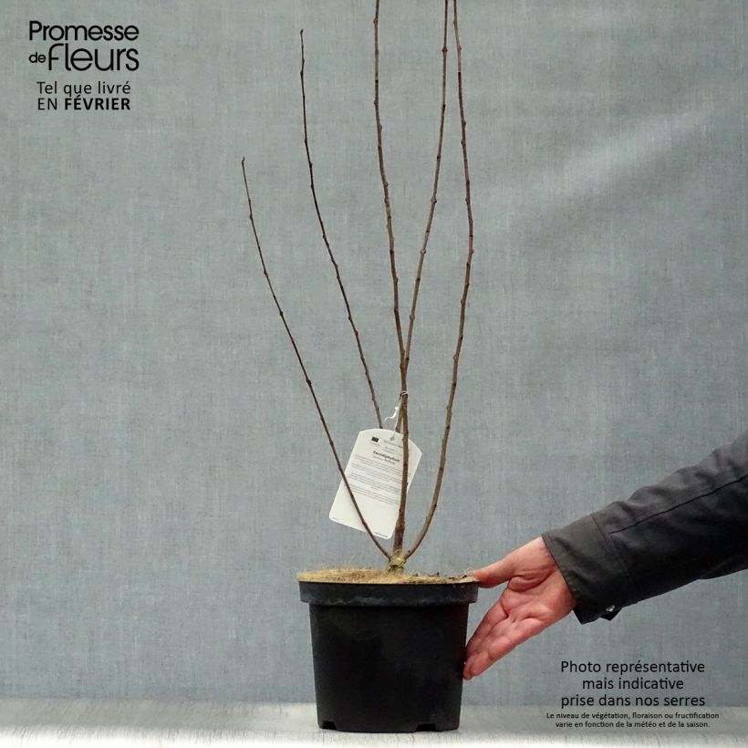 Example of Arbre au caramel - Cercidiphyllum japonicum Rotfuchs Pot van 4 l/5 l as you get in hiver
