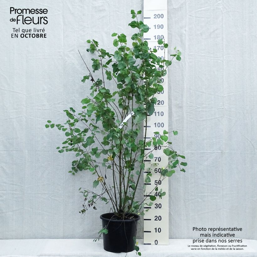 Exemplaar van Cercidiphyllum japonicum - Katsuraboom Pot van 7,5 l/10 l zoals geleverd in de herfst