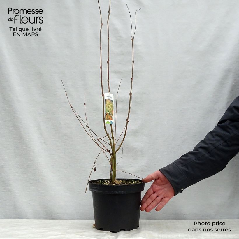 Exemplaar van Cercidiphyllum japonicum - Katsuraboom Pot van 3 l/4 l zoals geleverd in de lente