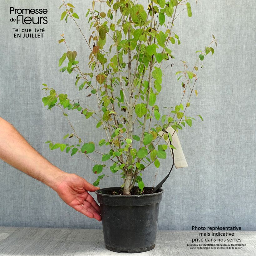 Exemplaar van Cercidiphyllum japonicum - Katsuraboom Pot van 3 l/4 l zoals geleverd in de zomer