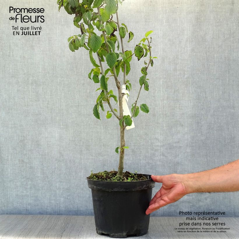 Exemplaar van Davidia involucrata - Zakdoekjesboom Pot van 7,5 l/10 l zoals geleverd in de zomer