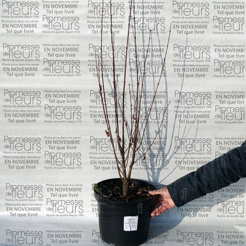 Example of Arbre au caramel - Cercidiphyllum japonicum Rotfuchs Pot van 12 l/15 l as you get