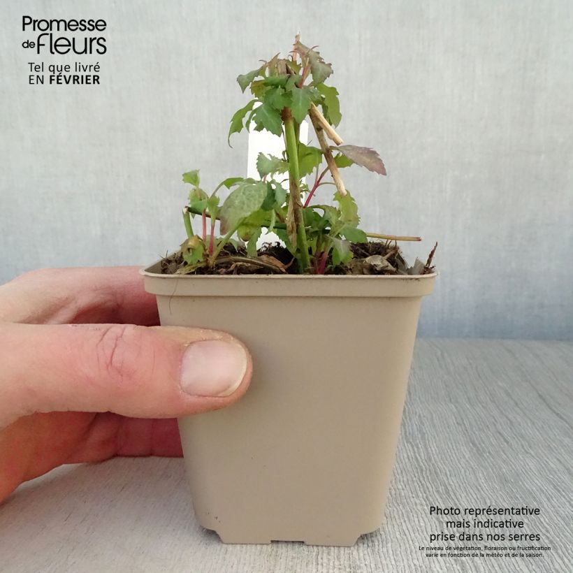 Example of Arbre aux faisans - Leycesteria formosa Kweekpotje van 8/9 cm as you get in hiver