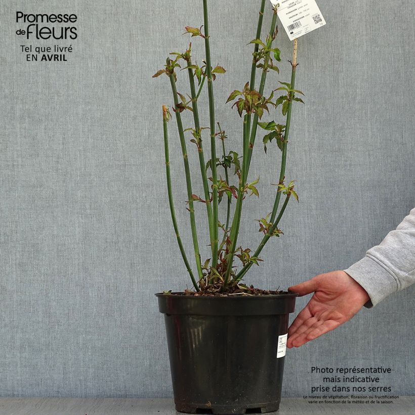Exemplaar van Leycesteria formosa - Fazantenbes Pot van 7,5 l/10 l zoals geleverd in de lente