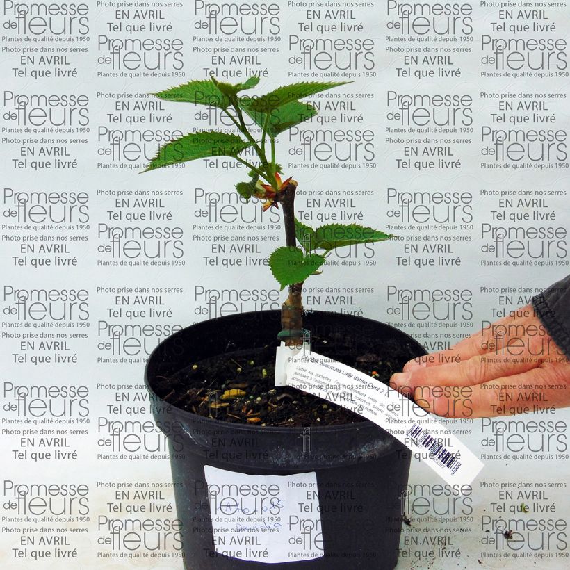 Example of Arbre aux mouchoirs - Davidia involucrata Lady Sunshine Pot van 2 l/3 l as you get