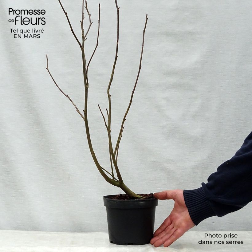 Exemplaar van Davidia involucrata vilmoriniana - Zakdoekjesboom Pot van 3 l/4 l zoals geleverd in de lente