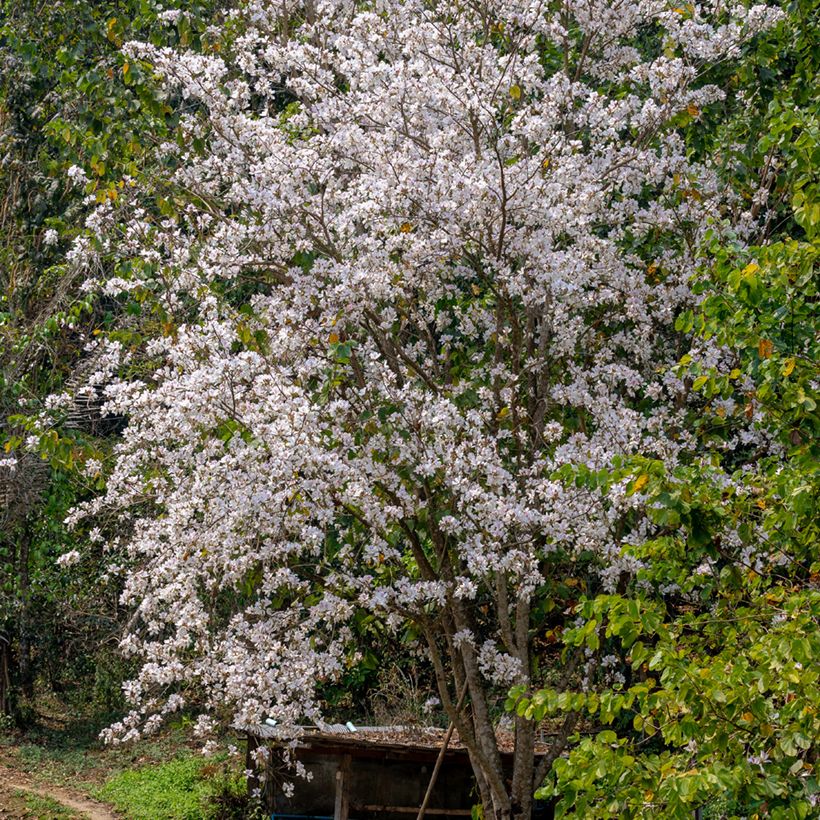 Bauhinia variegata - Orchideeënboom (Groeiplaats)