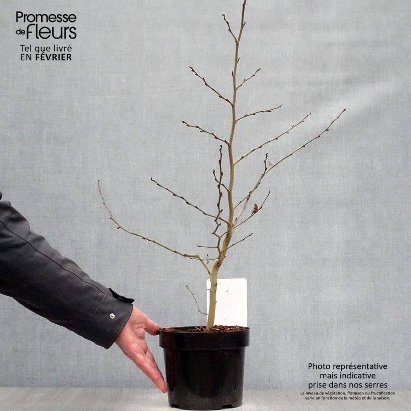 Example of Arbre de fer - Parrotia persica Pot van 3 l/4 l as you get in hiver