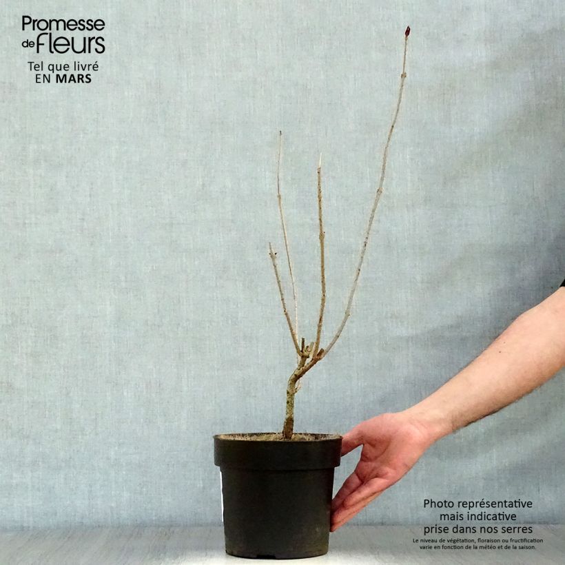 Exemplaar van Clerodendrum trichotomum - Kansenboom Pot van 3 l/4 l zoals geleverd in de lente