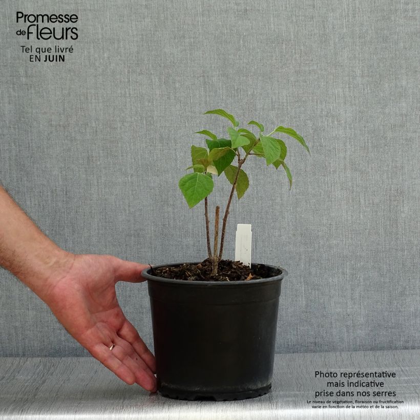 Exemplaar van Clerodendrum trichotomum - Kansenboom Pot van 3 l/4 l zoals geleverd in de zomer