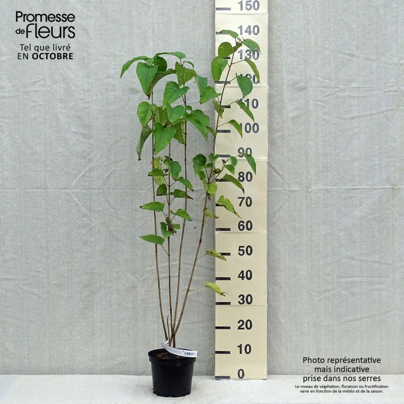 Exemplaar van Kansenboom Fargesii - Clerodendrum trichotomum Pot van 3 l/4 l zoals geleverd in de herfst