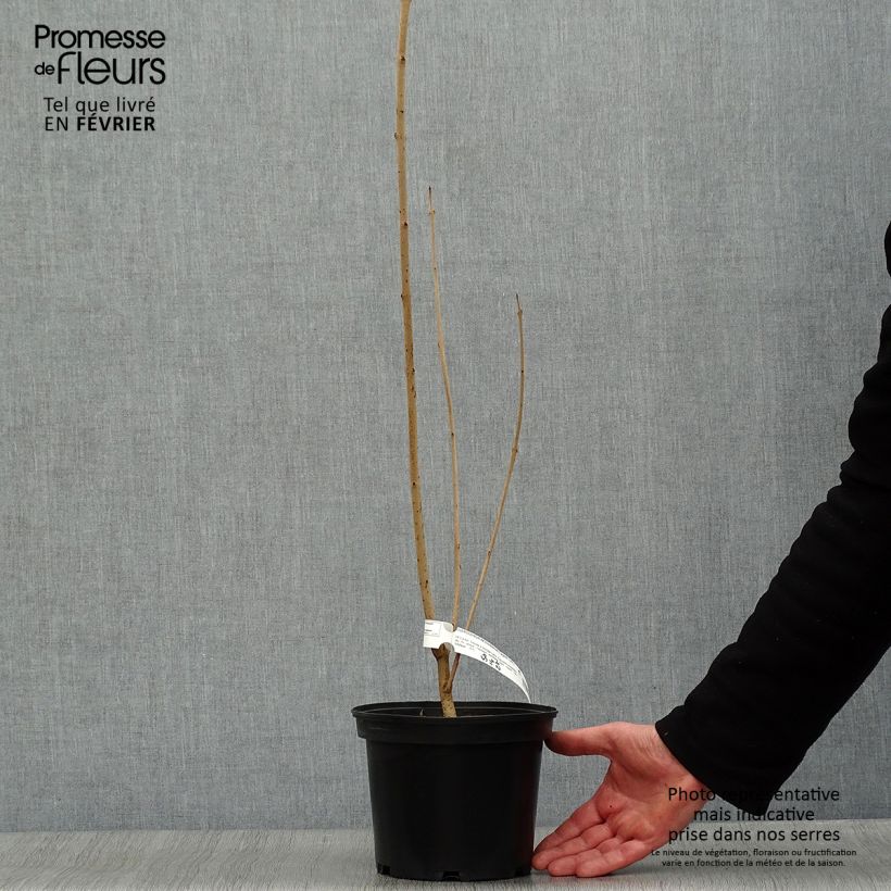 Example of Arbre du clergé Fargesii - Clerodendrum trichotomum Fargesii Pot van 3 l/4 l as you get in hiver