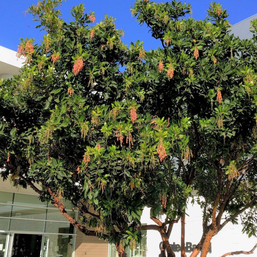 Arbutus x reyorum Marina - Aardbeiboom (Plant habit)