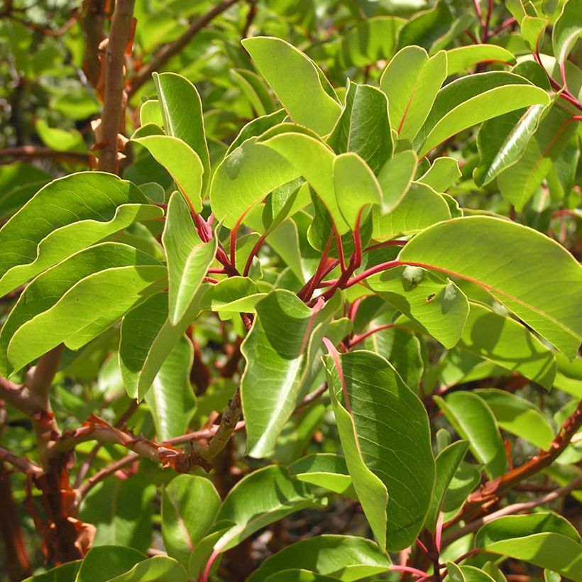 Arbutus andrachne - Griekse aardbeiboom (Foliage)