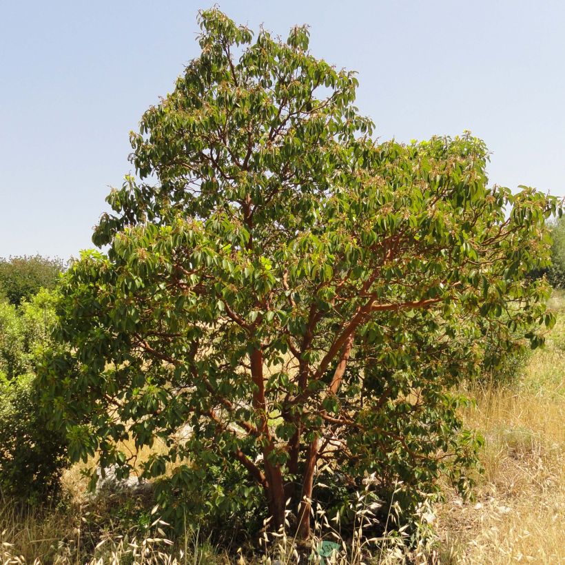 Arbutus andrachne - Griekse aardbeiboom (Plant habit)