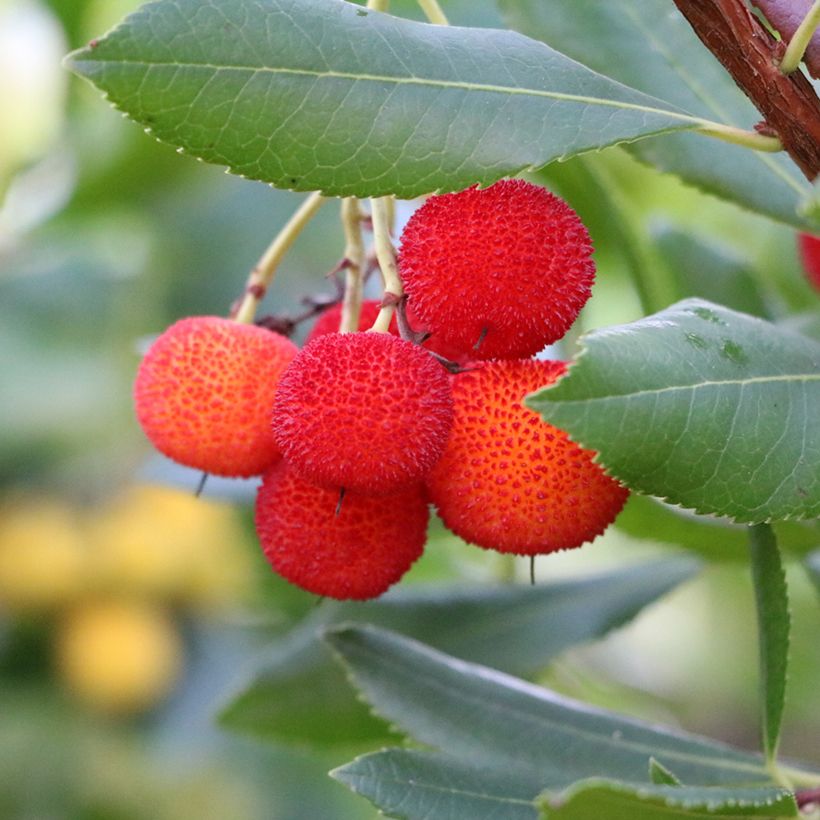 Arbutus andrachne - Griekse aardbeiboom (Oogst)