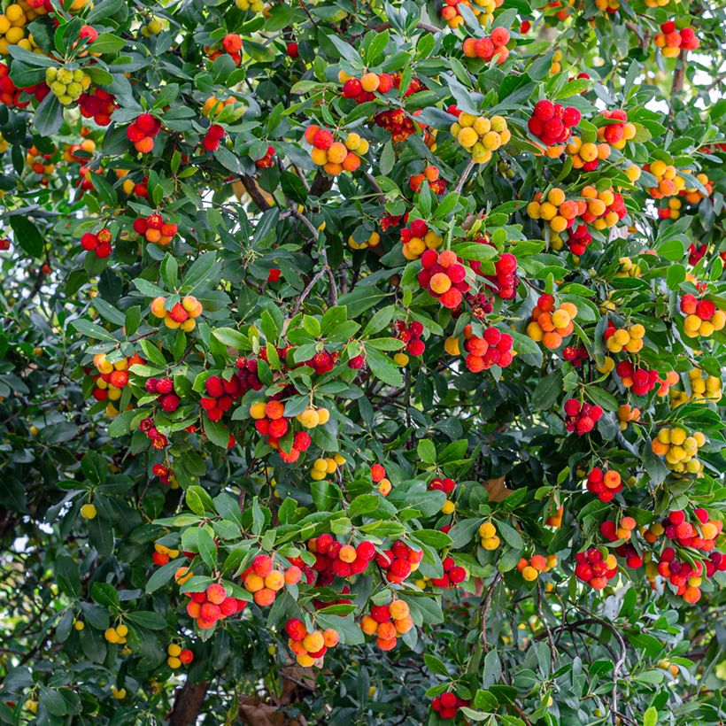 Arbutus unedo - Aardbeiboom (Oogst)