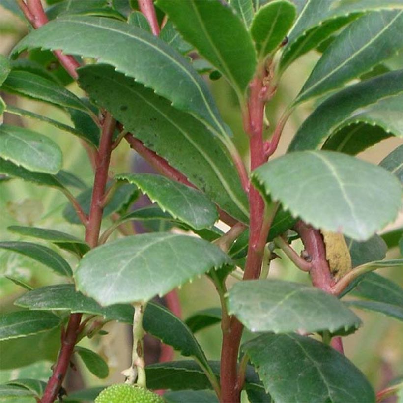 Arbutus unedo Compacta - Aardbeiboom (Foliage)