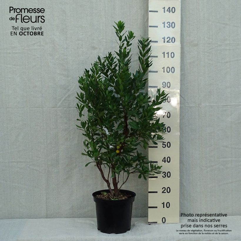 Exemplaar van Arbutus unedo Compacta - Aardbeiboom Pot van 7,5 l/10 l zoals geleverd in de herfst