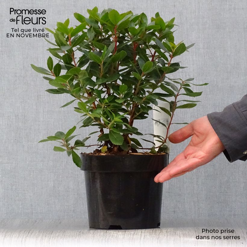 Exemplaar van Arbutus unedo Compacta - Aardbeiboom Pot van 2 l/3 l zoals geleverd in de herfst