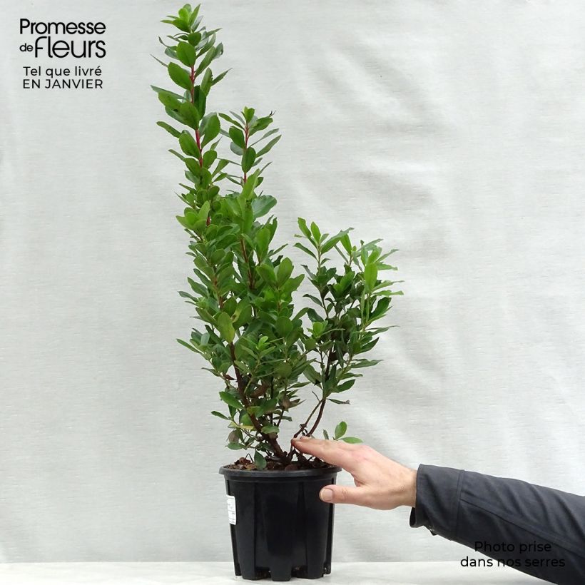 Example of Arbutus unedo Compacta - Aardbeiboom Pot van 2 l/3 l as you get in hiver