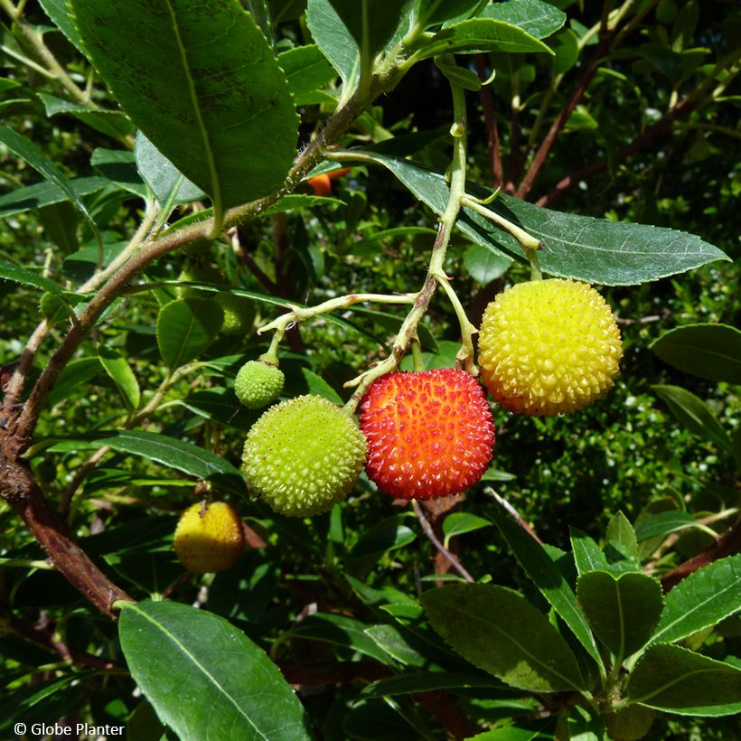 Arbutus unedo Peace and Love - Aardbeiboom (Oogst)