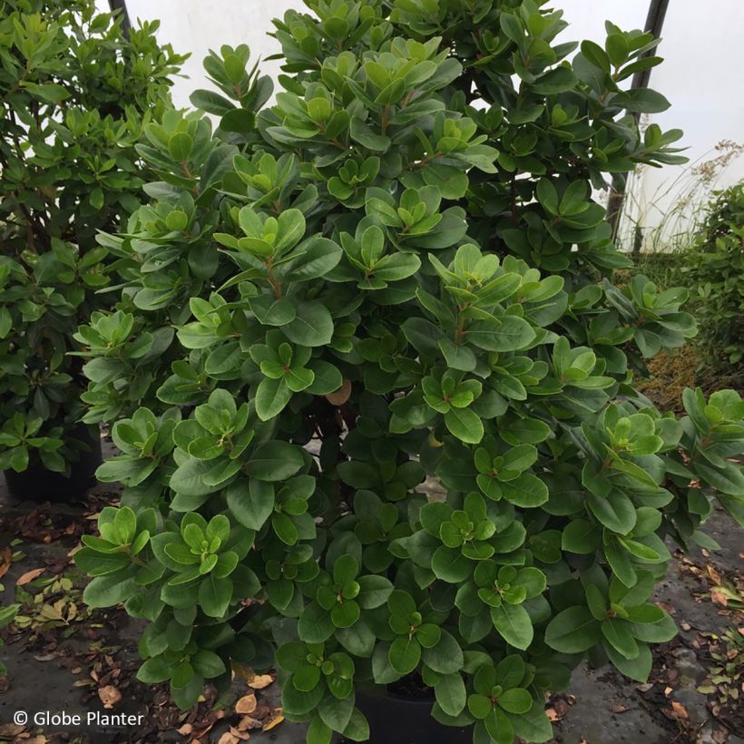 Arbutus unedo Peace and Love - Aardbeiboom (Groeiplaats)