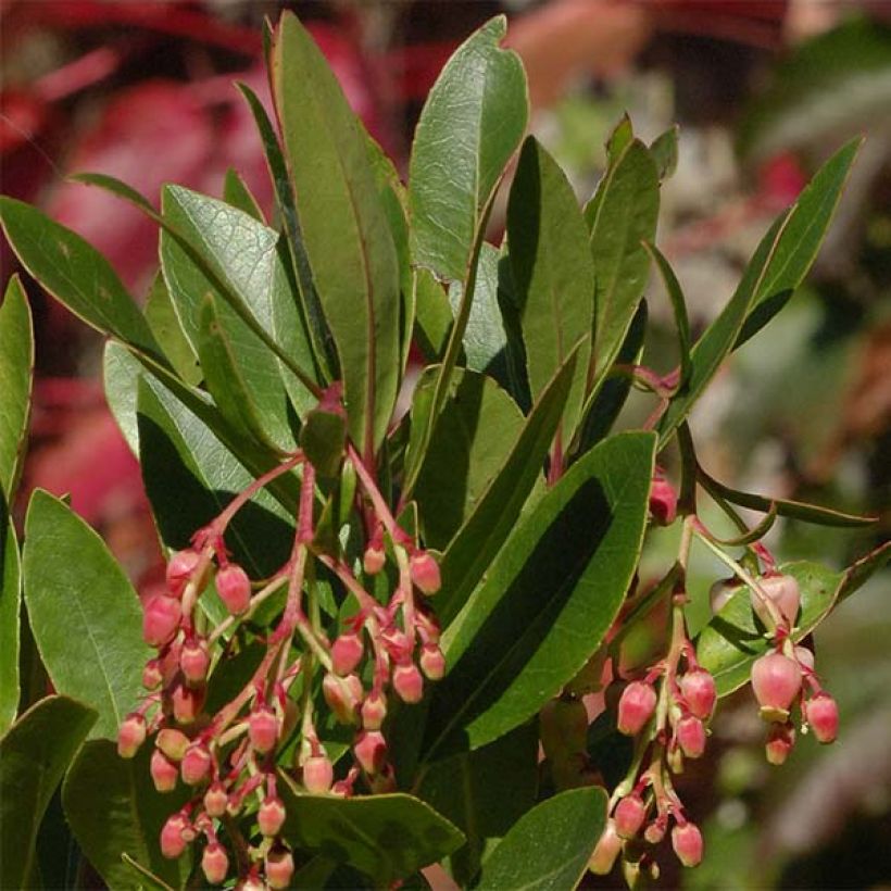 Arbutus unedo Roselily - Aardbeiboom (Foliage)