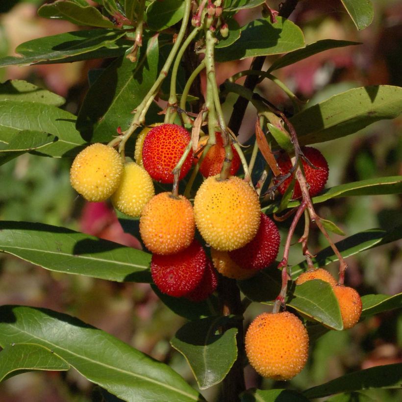Arbutus unedo Roselily - Aardbeiboom (Harvest)