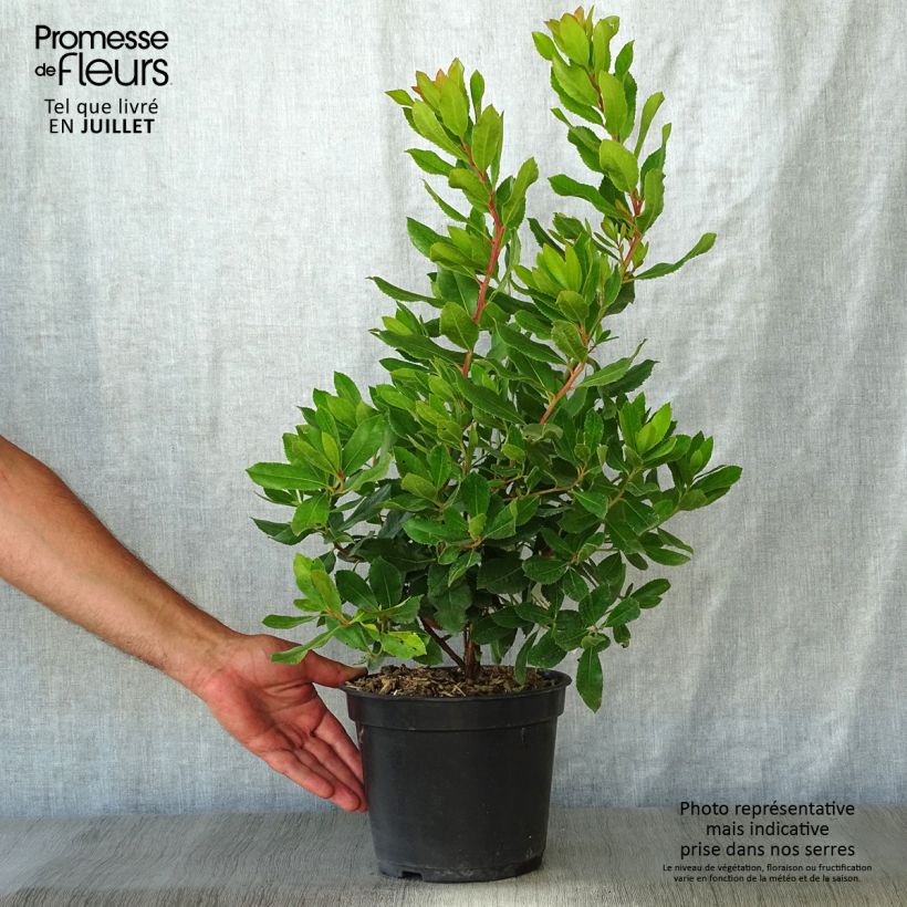 Exemplaar van Arbutus unedo Roselily - Aardbeiboom Pot van 3 l/4 l zoals geleverd in de zomer