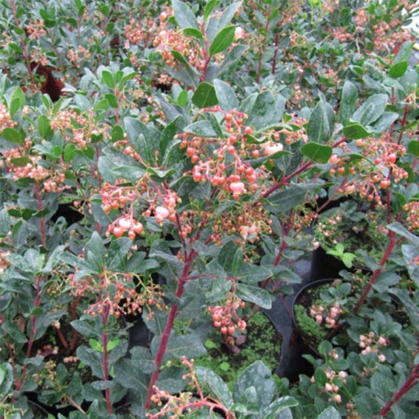 Arbutus unedo Rubra - Aardbeiboom (Foliage)